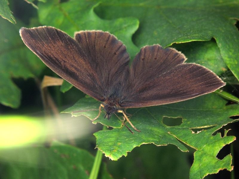 Aphantopus hyperantus (Linnaeus, 1758)